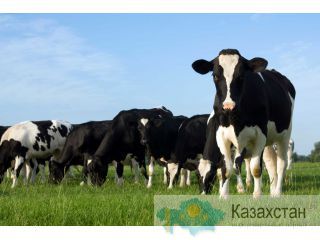 Быки от 150 до 230 кг Астана
