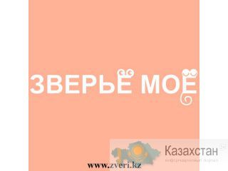 Зоотовары в Алматы Алматы