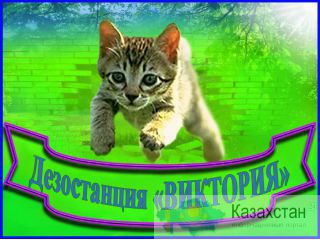 Дезостанция«ВИКТОРИЯ». Оказываем услуги по дезинфекции, уничтожению грызунов (дератизация) , насекомых (дезинсекция) Алматы и Алматинская область