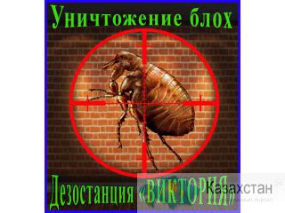 Борьба с блохами в помещении. Избавим от блох 100%. Алматы и область. Дезостанция «ВИКТОРИЯ» Алматы и Алматинская область