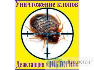 Как избавиться от клопов в доме или квартире . Алматы . Дезостанция «ВИКТОРИЯ» Алматы и Алматинская область