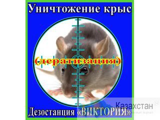 Уничтожение крыс в Алматы и области. Дезостанция «ВИКТОРИЯ» Алматы и Алматинская область