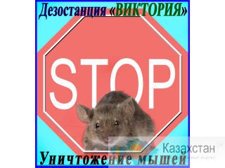 Борьба с мышами в Алматы и области. Дезостанция «ВИКТОРИЯ» Алматы и Алматинская область
