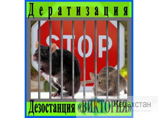 Борьба с грызунами в доме, квартире, на участке. Алматы и область. Дезостанция «ВИКТОРИЯ» Алматы и Алматинская область