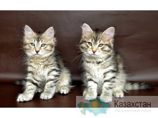 Сибирские котята из питомника "Starsiberia"  г. Челябинск Челябинск