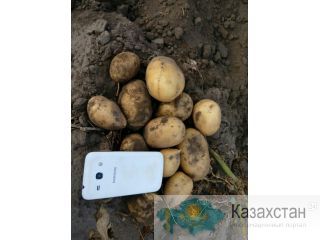 Картофель Новый урожай Петропавловск