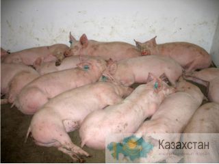 Поросята с доставкой Нижний Новгород