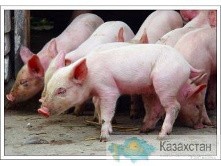 Поросята ландрас помесь с крупной белой Нижний Новгород