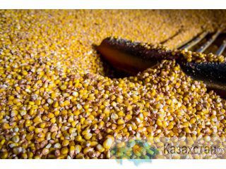 Продам Кукурузу в ЗЕРНЕ Енбекши