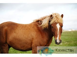 мясо конины Костанай