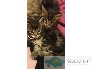котята мэйн-кун Темиртау