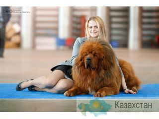 Питомник Тибетских Мастифов в Казахстане Алматы