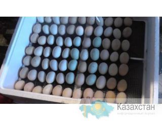 инкубатор Шымкент, Южно-Казахстанская обл