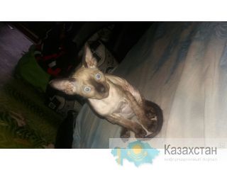 сфинкс Петерболоды Усть-Каменогорск