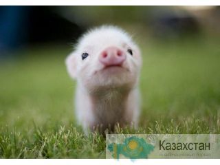 Поиск делового партнера в Казахстане и Киргизии. Минск