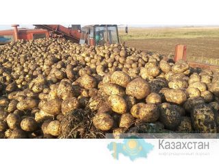 Продаем картофель ОПТОМ недорого Кемерово