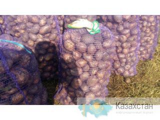 Вагоны с картофелем из России в Казахстан и Узбекистан Кемерово, Россия