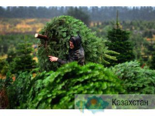 Живые новогодние елки, сосны , оптом от производителя Барыш
