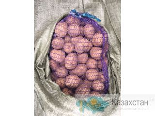 Картофель оптом сорт "Гала" Казань. Республика Татарстан