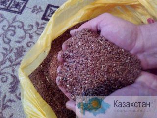Лён органический Костанай