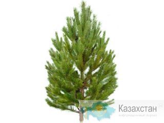 Новогодние хвойные деревья оптом - Ель, Пихта, Сосна Астана