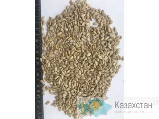 Ядро подсолнечника от производителя Барнаул
