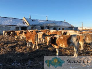 Телки Симментальской породы Магнитогорск