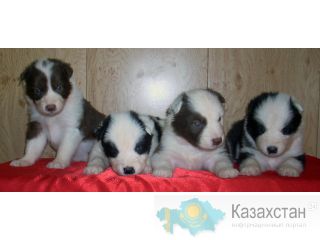 щенки северной собаки павлодар