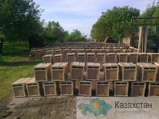 Производим заявку на продажу пчелопакетов на весну 2018 года породы Карпатка. Павлодар