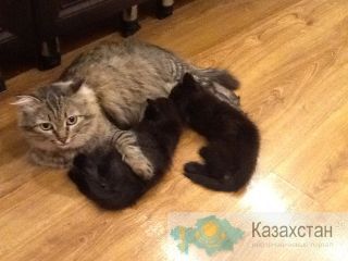 отдам бесплатно Астана