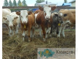 Племенной скот Симментальской породы Россия