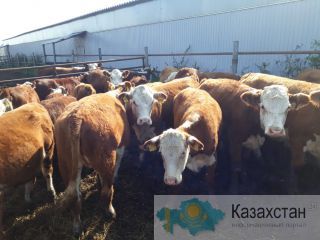 Племенные телки и нетели породы Герефорд Россия