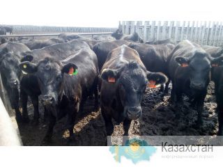 Племенной скот Абердин-Ангусской породы Россия