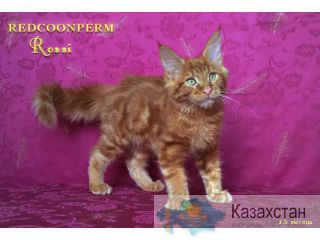 Котёнок мейн кун красный. Шоу класс. Из питомника Пермь