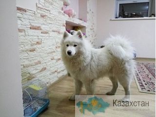 Гостиница для собак (зоогостиница, передержка) happydogs.kz Алматы