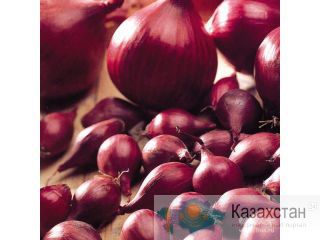 Качественный лук севок оптом Астана