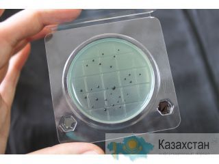 «Петритест» (подложка) на идентификацию сальмонелла Западно-Казахстанская область (ЗКО)