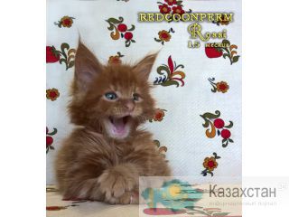 Котёнок мейн кун красный. Шоу класс. Из питомника Москва