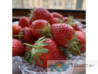 Алматинская клубника Алматы