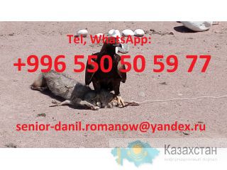 Гид, водитель, туры в Кыргызстане, туризм, путешествия, горы, трэки в Киргизии Кыргызстан, Бишкек, Киргизия