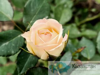 Продажа саженцев Талгар