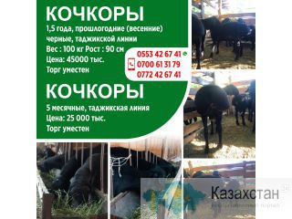 Кочкоры 1,5 года, прошлогодние(весенние), черные, таджикской линии Другое месторасположение