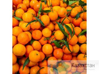 Свежие мандарины с  собственных садов Абхазии Алматы