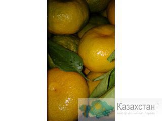 Очень вкусный и спелый мандарин Астана