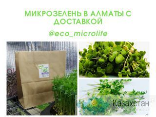 Микрозелень в Алматы с доставкой. Алматы(Казахстан)