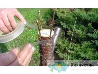 Обрезка и прививка деревьев в Москве и Подмосковье Москва