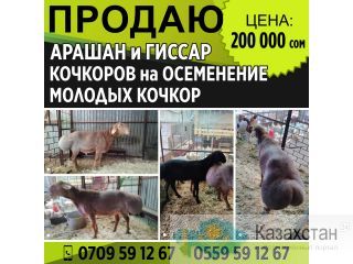 Продаю: Арашан и Гиссар, Кочкоров на осеменение, Молодых Кочкоров Бишкек