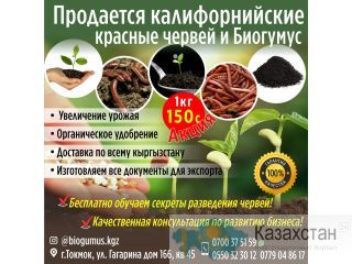 Продается калифорнийские красные червей и Биогумус Бишкек