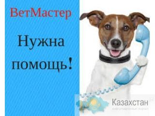 Ветеринарная помощь с выездом и в клинических условиях 24\7 Алматы