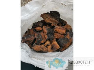 Гриб Чага березовый от производителя Алматы и Алматинская область